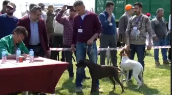 Köpekler Podyuma Çıktı