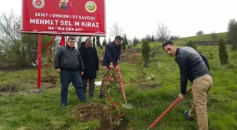 Şehit Savcı Kiraz İçin Hatıra Ormanı Oluşturuldu