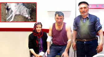 Köye İnen Aç Kurt Önce Koyunlara, Sonra Köylülere Saldırdı: 4 Yaralı