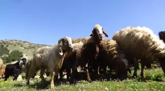 Koyun ve Keçiler, Melodiler Eşliğinde Meralara Salındı