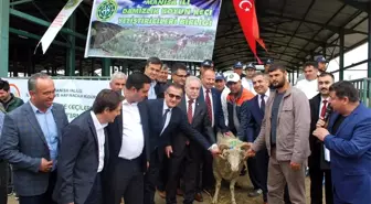 Manisa'da 81 Damızlık Koç Dağıtıldı