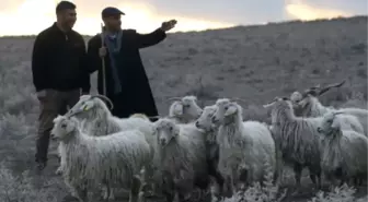 Çobanlığın Yok Olmasını Önleyeceğiz'