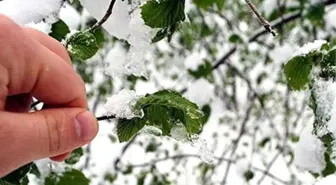 Dha Ankara- Meteoroloji'den İç Bölgelere Zirai Don Uyarısı