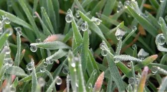 Meteorolojiden Zirai Don Uyarısı