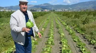 50 Bin Marul Sökeli Üreticinin Elinde Kaldı