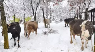 Kahramanmaraş'ta 200 Yıldır Süren Gelenek