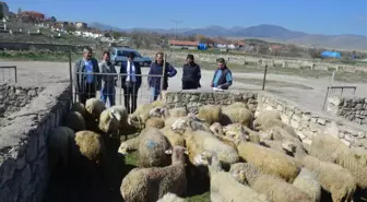 Talihli Genç Çiftçilere Hibe Koyun ve Koçları Teslim Edildi