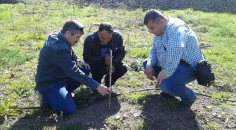 Yunusemre'de Organik Bağcılık Eğitimi