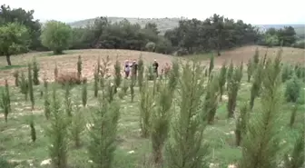 15 Temmuz Şehitleri Için 249 Fidan Dikildi