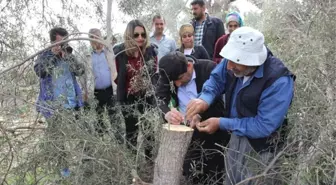 Adana'da 15 Bin Zeytin Ağacı Aşılanacak