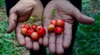 Sezonun İlk Kirazı Manisa'dan