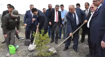 Azdavay'da Maden Sahaları Ağaçlandırılıyor