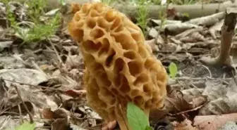 Antalya'da Kuzugöbeği Mantarı Sezonu Başladı