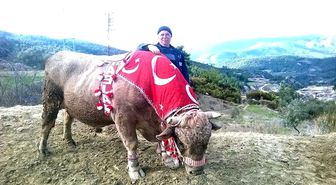 Pehlivan Boğalar Sezona Hazırlanıyor