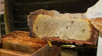 Arı Kovanının Şeklini Değiştirince Üretim İki Katına Çıktı