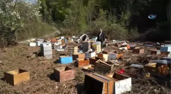 Kış Uykusundan Uyanan Ayılar, 120 Arı Kovanını Parçaladı