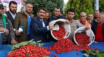 Sezonun Ilk Kirazı Pazara Çıktı