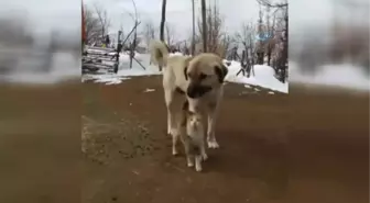 Tunceli'de Kedi ve Köpeklerin Dostluğu