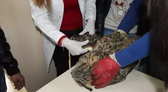 Avcılardan Yaban Hayvanları Için Rehabilitasyon Merkezi