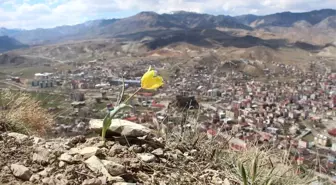 Oltu Lale Dağında Lale ve Menekşeler Açtı