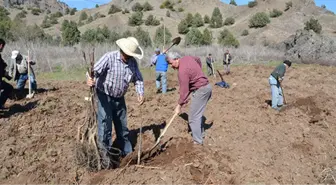 15 Temmuz Şehitleri İçin 'Ceviz Ormanı'