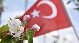 Elma Ağaçları Çiçek Açtı