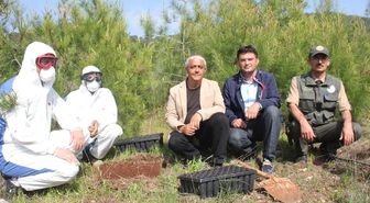 Terminatör Böcekler, Biyolojik Mücadele İçin Ormana Bırakıldı