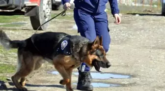 Hassas Burunlar' Uyuşturucuya Geçit Vermiyor