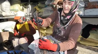 Bafra'da Aşılı Ceviz Üretim Hedefi Aşıldı