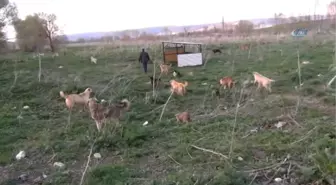 3 Bin Sokak Köpeğine Bakıyor