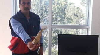 Kapısının Önünde Yaralı Balaban Kuşu Buldu