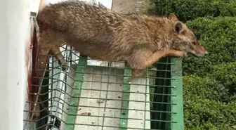Köpeklerden Kaçan Çakal Korkuluğa Sıkıştı
