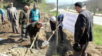 Yalova'da Hükümlüler Bin 260 Fidan Dikti