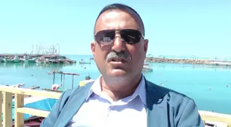 Akçakoca Sahiline Ölü Yunus Balıkları Vurdu