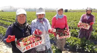 Silifke'de Çilek ve Domates İhracatı Başladı