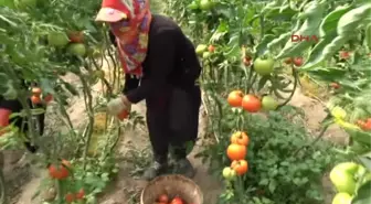 Silifke'de Çilek ve Domates Ihracatı Başladı