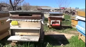 Arıcılıkta İlk! Bulduğu Yöntemle İki Kat Daha Fazla Bal Elde Etti