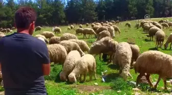 Çukurova'da Koyun Kırkım Zamanı