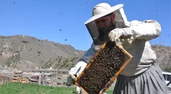 Yatay Kovan Üretti, İki Kat Bal Elde Etti
