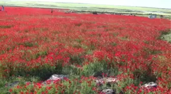 Baharın Müjdecisi Gelincik Çiçekleri, Güneydoğu'yu Kızıla Boyadı