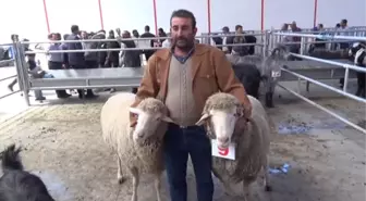 İnatçı Oğlaklar Güzellik Yarışması İçin Podyuma Çıktı