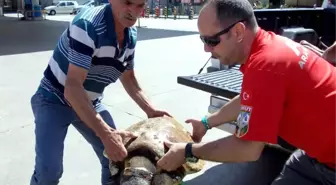 Bodrum'da Yaralı Caretta Caretta Kurtarıldı