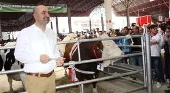 Güzellikleri ve Ağırlıklarıyla Podyumda Yarıştılar