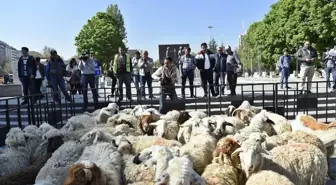 Kızılay'a Sürü İndi....