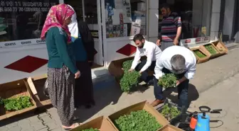 Organik Tarım Ürünleri Vatandaşlardan Yoğun Talep Görüyor