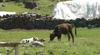 53 Yıl Sonra Ezan Sesi Duyacaklar