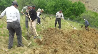 Kulp'ta, Bağ Belleme Dönemi Başladı