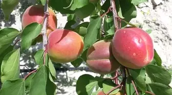 Mersin'de Açıkta Erkenci Sofralık Kayısı Hasadı Başladı