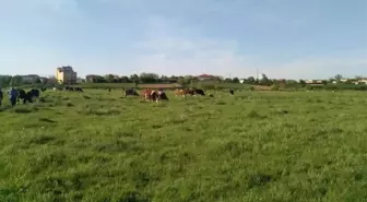 Tekirdağ'da Mera Islah Çalışmaları