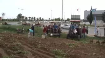 Başak Toplamak İçin Traktörlerle Patates Tarlasına Akın Ettiler